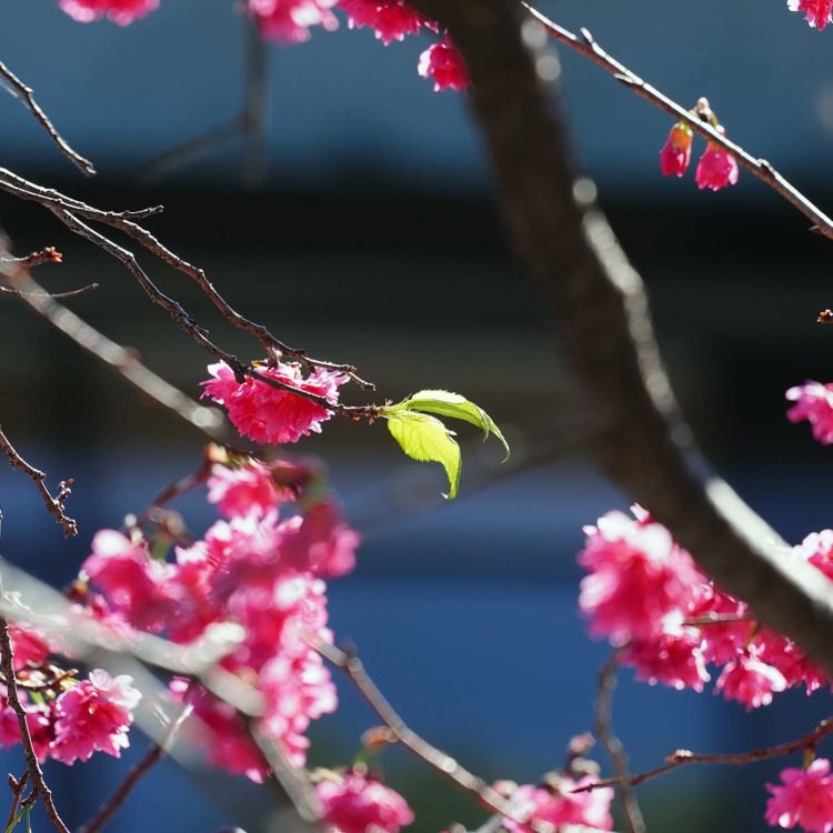 春櫻 + 綠繡眼 (台北 四平公園)